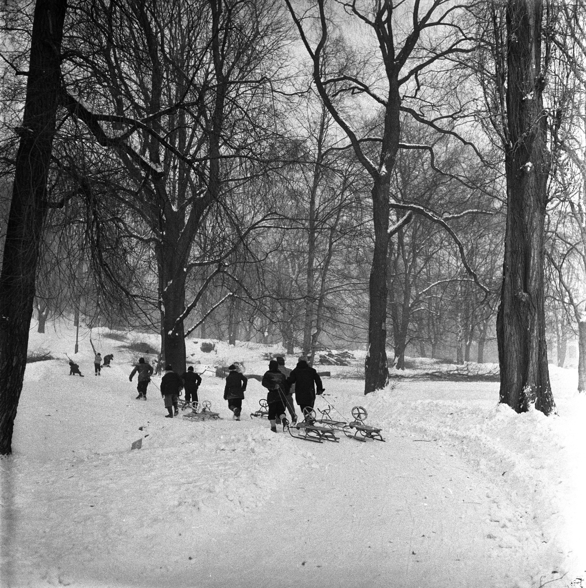 St. Hanshaugen, Oslo, 28.01.1956. Den nye akebakken ...